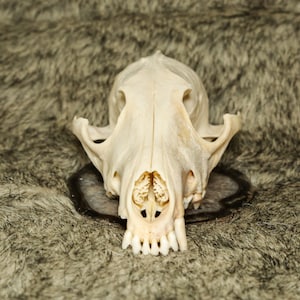 Complete Coyote Skull - Craft