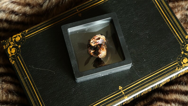 Mummified Rabbit Mummified Fetal Rabbits - Shadow Box - Etsy
