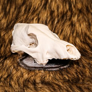 Complete Coyote Skull