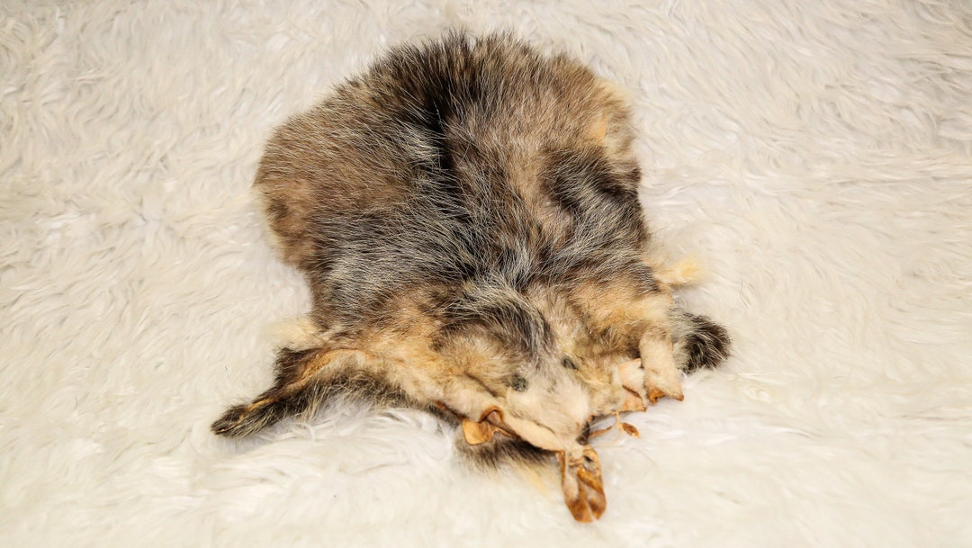 Real Opossum Pelt Etsy