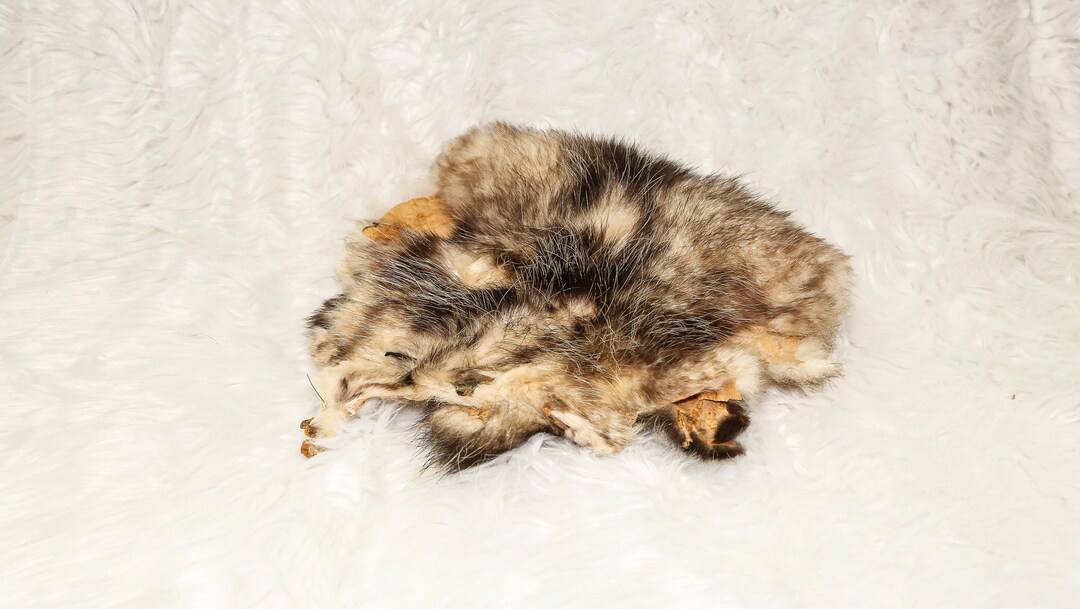 Real Opossum Pelt Etsy