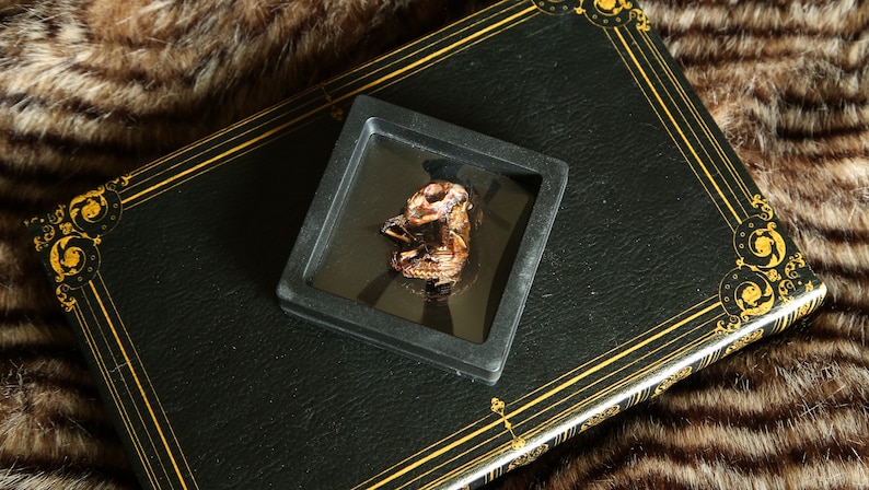 Mummified Rabbit Mummified Fetal Rabbits - Shadow Box - Etsy