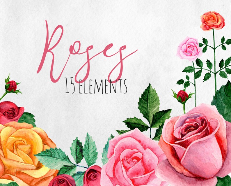 Watercolor roses clip art Pink floral clipart hand drawn Waterco Watercolor roses clip art Pink floral clipart hand drawn Waterco