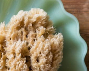 Sea Sponge for Bathing