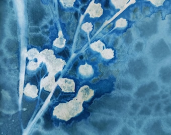 Original Cyanotype Print 15x20cm, Acacia Wall Art, Cyanotype of real plants