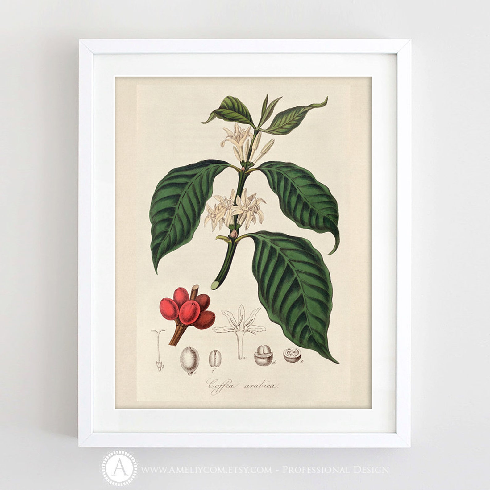 Coffee Print Printable Wall Art Coffee Plant Art Botanical Etsy