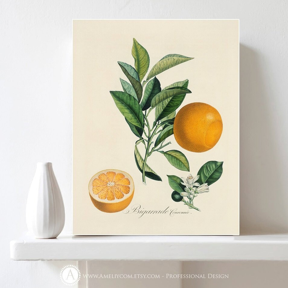 Orange Print Citrus Print Botanical Illustration Printable | Etsy