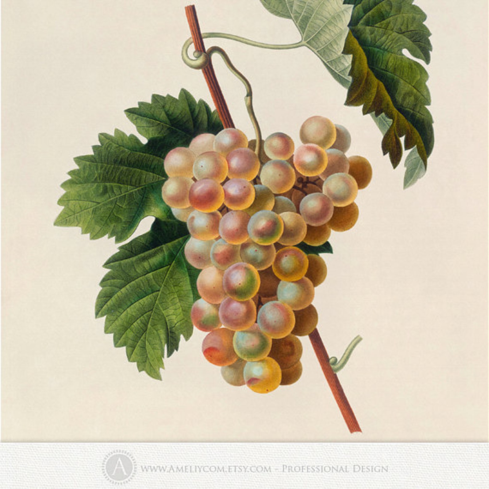 Printable Grapes Poster Botanical Illustration Grapes Print Etsy