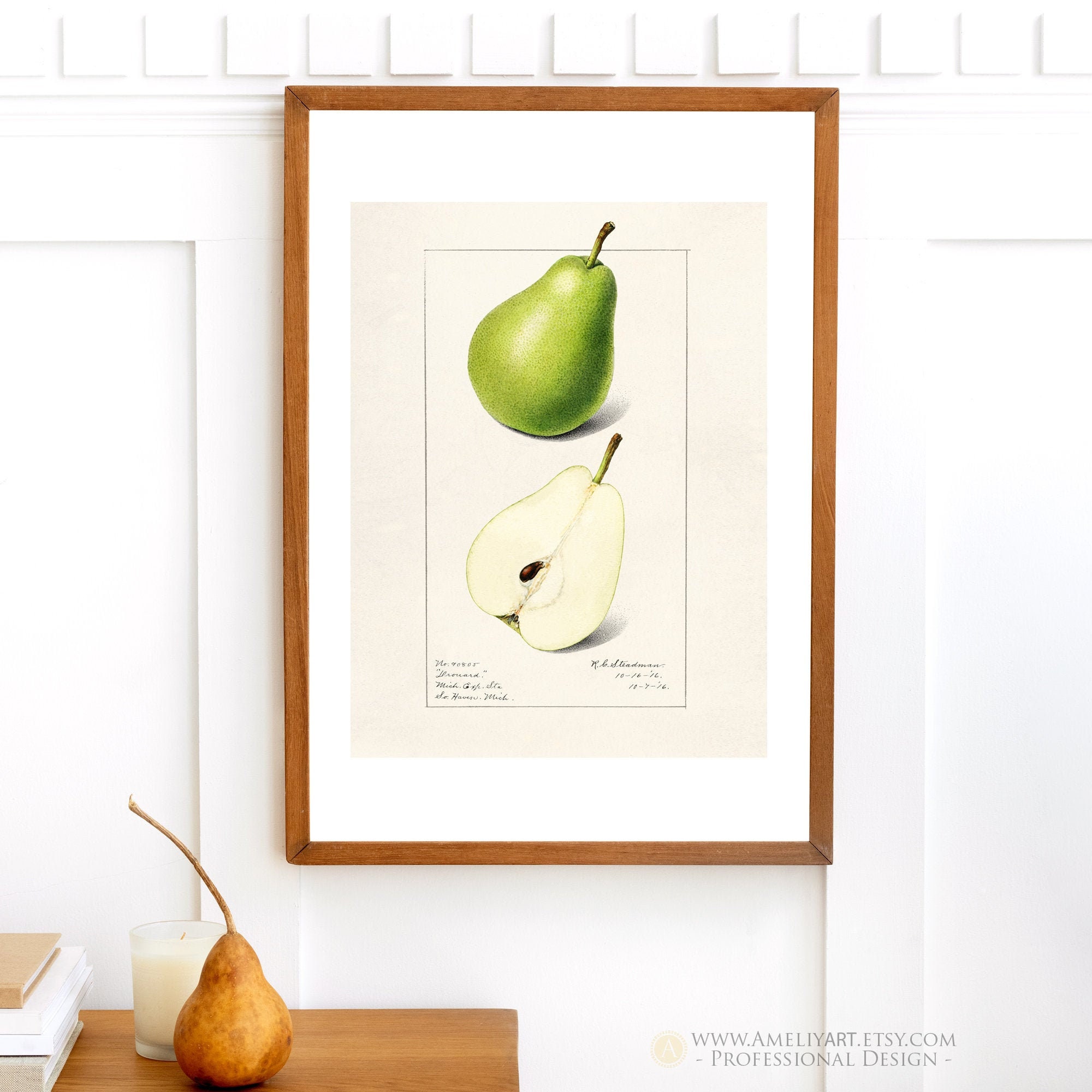 Encyclopedia Pear Print Pear Vintage Botanical Printable Pear Etsy