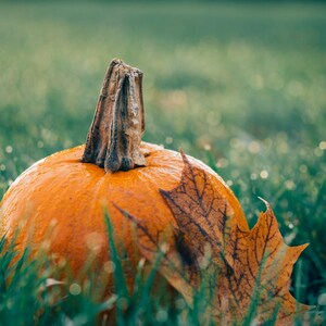 May include: A close-up of an orange pumpkin with a brown stem, partially covered in green grass and a brown leaf. The pumpkin is sitting on a bed of green grass.