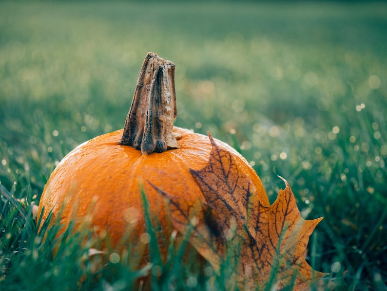 May include: A close-up of an orange pumpkin with a brown stem, partially covered in green grass and a brown leaf. The pumpkin is sitting on a bed of green grass.
