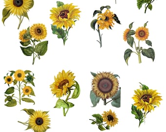 Belles and Whistles Furniture Decor Transfer SUNFLOWERS - 24" x 32" Dixie Belle, Re-Design with Prima, Chalk Mineral Paint