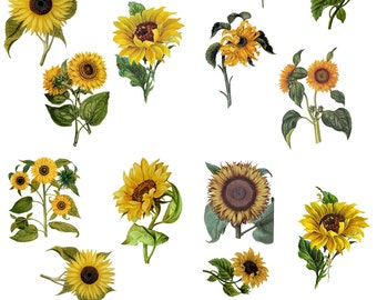 Belles and Whistles Furniture Decor Transfer SUNFLOWERS - 24" x 32" Dixie Belle, Re-Design with Prima, Chalk Mineral Paint