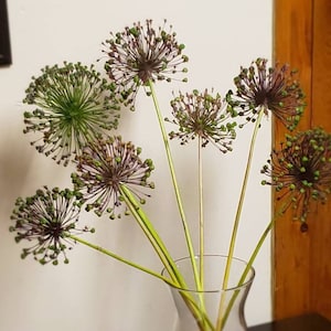 Dried Allium Flower Pods, Purple Allium, Large Vase Flowers, Allium Onion Flowers, Wedding Centerpiece Accents