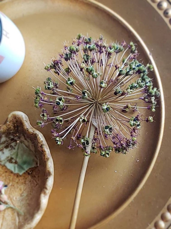 Dried Allium Flower Pods Purple Allium Large Vase Flowers Etsy