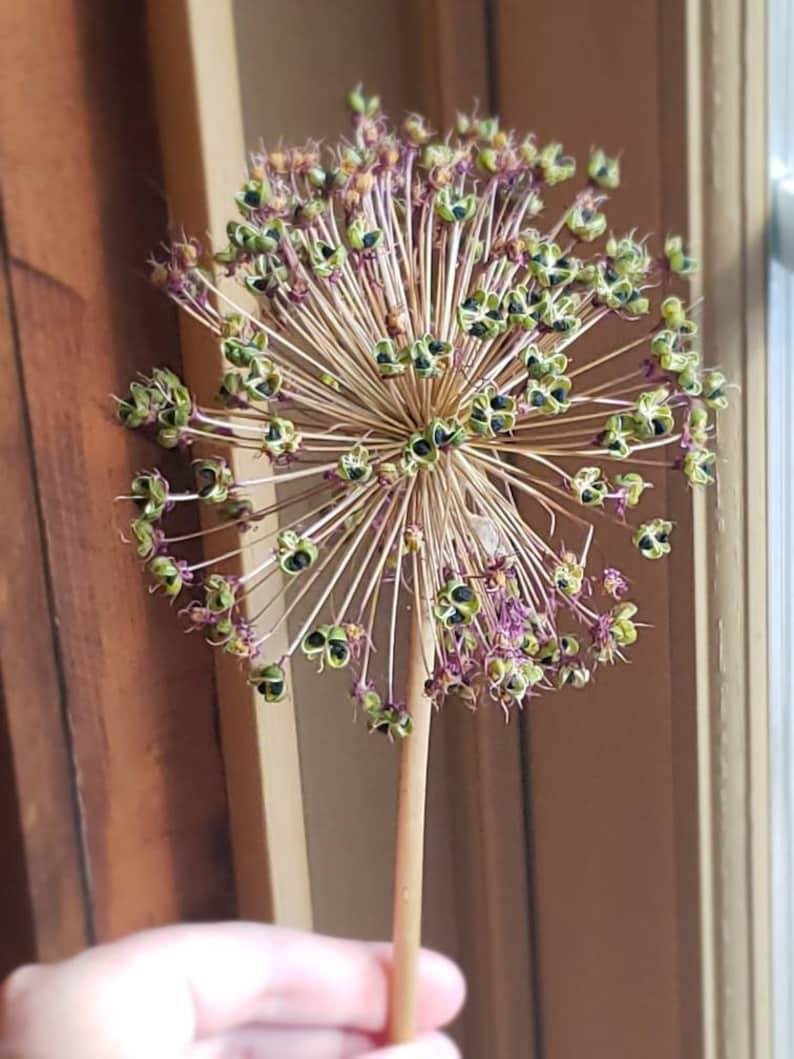 Dried Allium Flower Pods Purple Allium Large Vase Flowers Etsy
