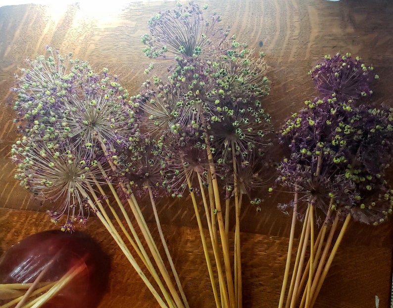Dried Allium Flower Pods Purple Allium Large Vase Flowers Etsy