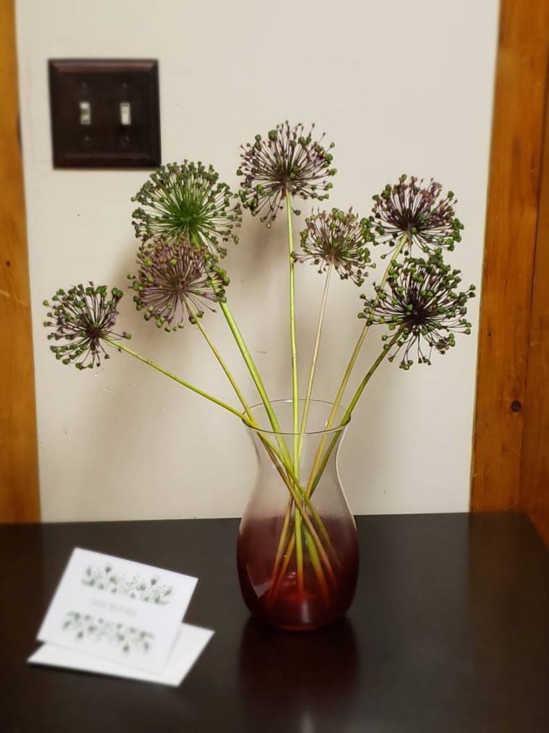 Dried Allium Flower Pods Purple Allium Large Vase Flowers Etsy