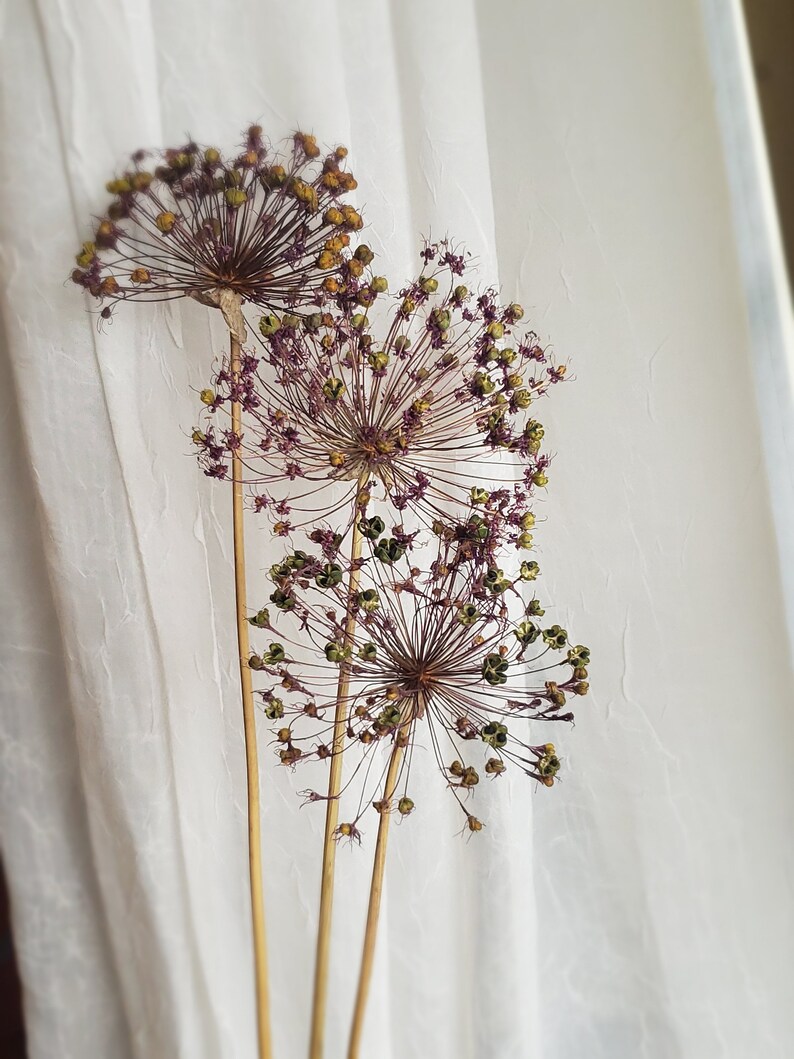 Dried Allium Flower Pods Purple Allium Large Vase Flowers Etsy