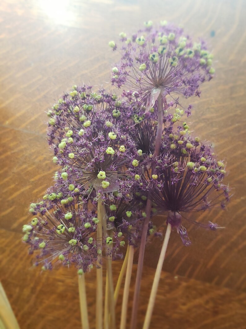 Dried Allium Flower Pods Purple Allium Large Vase Flowers Etsy
