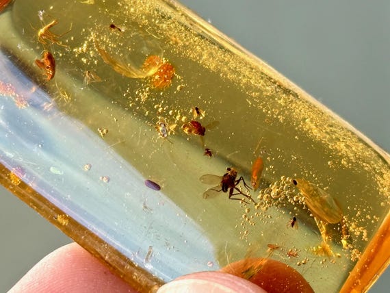 Copal Amber Crystal with Fossilized Insects & Plant Matter, 24g, Cycle of Life, Ancient Wisdom, Colombia A567