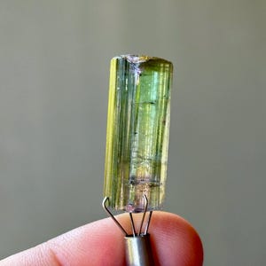 May include: A cylindrical, raw tourmaline crystal with a gradient of colors, including yellow, green, and blue. The gemstone is held by a silver metal tool. The crystal has a natural, textured surface.