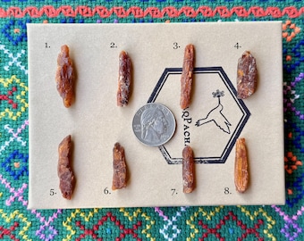 Könnte beinhalten: Acht Stücke getrocknete, rötlich-braune Ginsengwurzeln werden auf einer beigen Karte neben einer Münze präsentiert. Die Karte hat ein sechseckiges Logo mit einer Vogelillustration und dem Text "ARPACAHA".