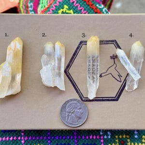 May include: Four raw, pale yellow quartz crystal points are displayed on a cardboard surface, next to a US quarter for size comparison. The crystals vary in size and shape, with a hexagonal logo and text visible on the cardboard.