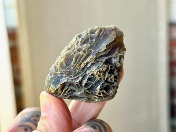 Black Mountain Gobi Agate, Fossil Coral, 70g, Naturally Formed, Earth & Water Energies, China T901