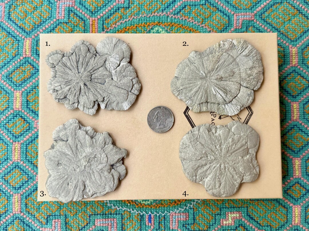 黄鉄鉱の太陽円盤、放射状成長、4つのうち1つを選択、天然黄鉄鉱団塊、米国イリノイ州スパルタ S753 - Etsy 日本