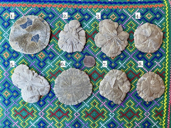 Pyrite Sun Discs, Natural Pyrite Concretions with Radial Growth, Choose ONE of Eight, Sparta, Illinois, USA B091