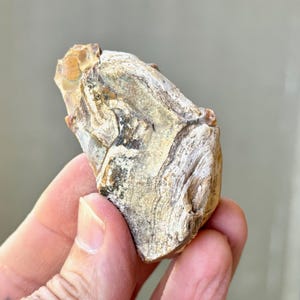 May include: A close-up of a white and brown fossilized rock with a rough, textured surface.