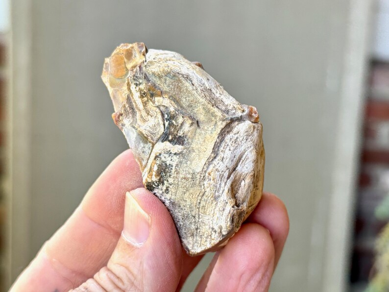 May include: A close-up of a white and brown fossilized rock with a rough, textured surface.