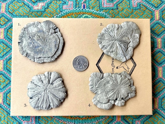 Pyrite Sun Discs, Choose ONE of Four, Natural Pyrite Concretions with Radial Growth, Sparta, IL S654
