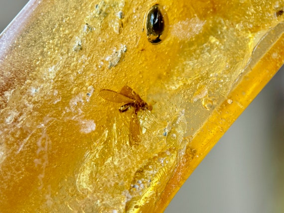 Copal Amber Crystal with Fossilized Insects and Plant Matter, Cycle of Life, Ancient Wisdom, Colombia R262