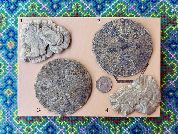 Pyrite Sun Discs, Natural Pyrite Concretions with Radial Growth, Choose ONE of Four, Sparta, Illinois, USA B195