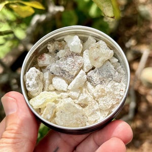 May include: A small, round, silver tin filled with various sizes of off-white and light brown resin pieces. The resin pieces have a slightly rough texture and are held in a person's hand. The background is blurred with green foliage.