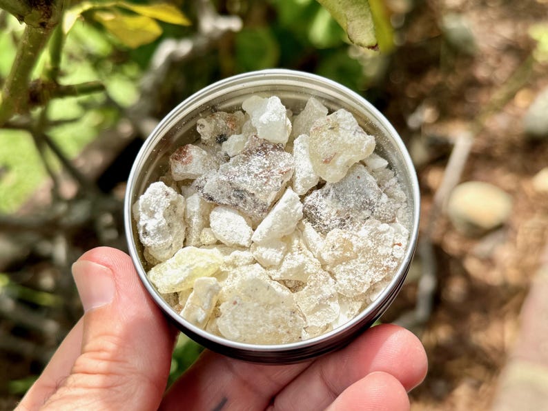 May include: A small, round, silver tin filled with various sizes of off-white and light brown resin pieces. The resin pieces have a slightly rough texture and are held in a person's hand. The background is blurred with green foliage.