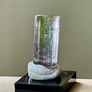 May include: A multi-colored tourmaline crystal, primarily green and pink, is displayed on a white, sculpted base. The crystal is mounted on a black, rectangular stand. The background is a neutral, light-colored wall.
