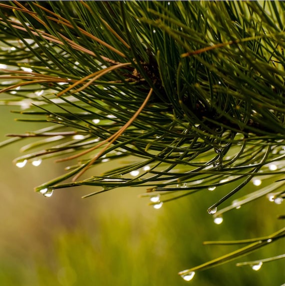 Evergreen and Embers Incense Resin, Natural Wood and Spice Incense with Pine, Cedar, and Clove, Made by Appalachian Monks