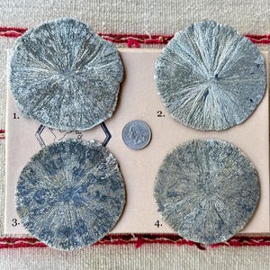 May include: Four round, gray, pyrite specimens with a radial pattern. The specimens are numbered 1 through 4. A US quarter is included for scale.