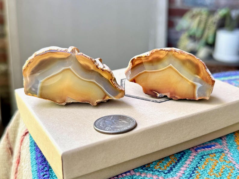 May include: Two agate slices with brown, orange, and white banding. The agate slices are on a beige box with a silver coin for scale.