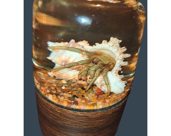 Nature Gems Mounted Hermit Crab Specimen Resin Curiosities Oddities