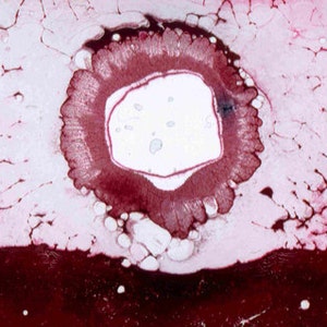 Puede incluir: Primer plano de una pintura abstracta rosa y blanca con un diseño circular rojo y blanco en el centro.