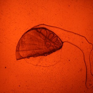May include: A close-up of a transparent, light brown, organic object with a textured surface. The object is on a red background.