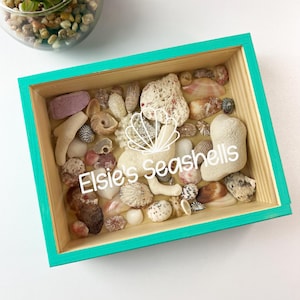 May include: A teal wooden box filled with seashells and a small piece of coral. The box has a white label that says "Elsie's Seashells".