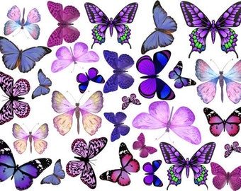 edible butterflies