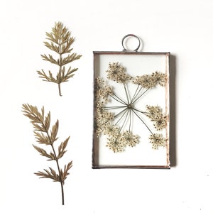 Hand made glass pressed flower frame - Rectangle - Cow parsley - Queen Anne’s Lace - Wall hanging