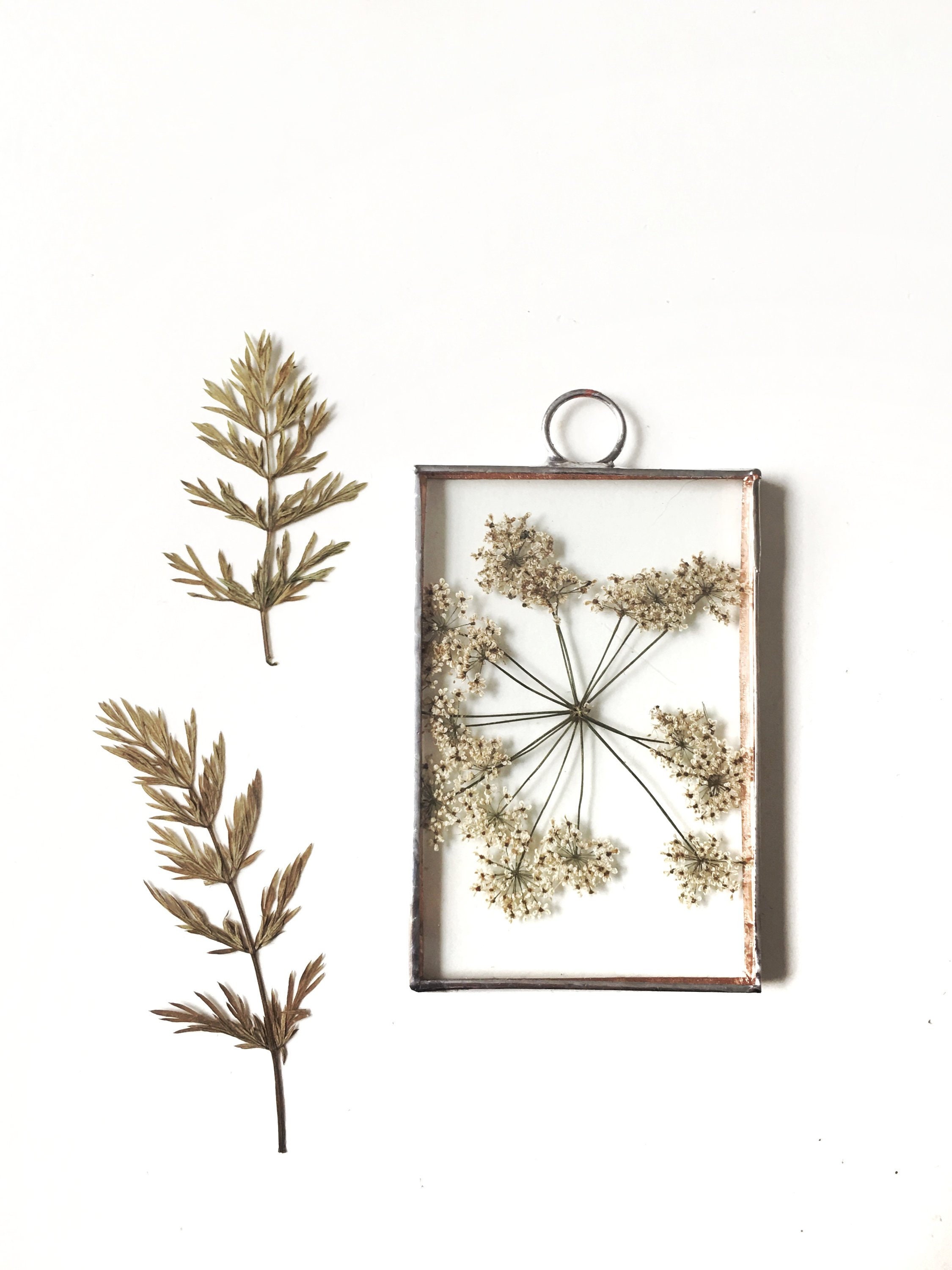 Handgemachter Glas gepresster Blumenrahmen - Rechteck - Cow Petersilie - Queen Anne's Lace - Wandbehang