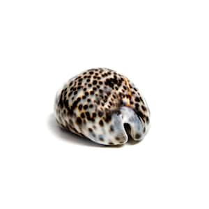 Tiger Cowrie 3.5&quot; | Nautical Decor | Seashells Beach Decorations | Beach Decor